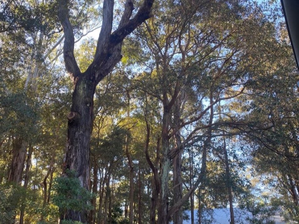 Mature trees in a Nottinghamshire parkland setting due for routine re-inspection