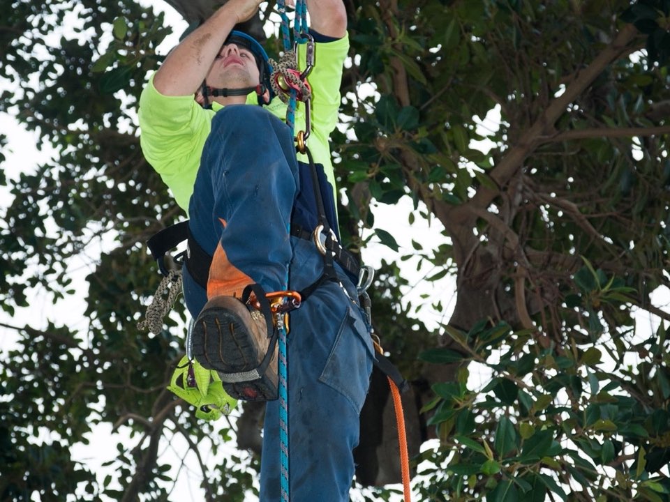 Qualified arborist working in a mature tree during an Enviro Trees UK survey in Nottinghamshire